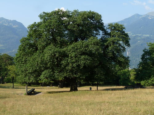 WEB Bomen in de Natuur Maïenfeld Eik Aug 2015